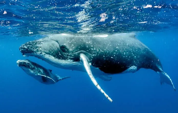 Ballenas jorobadas