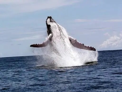 Ballena jorobada
