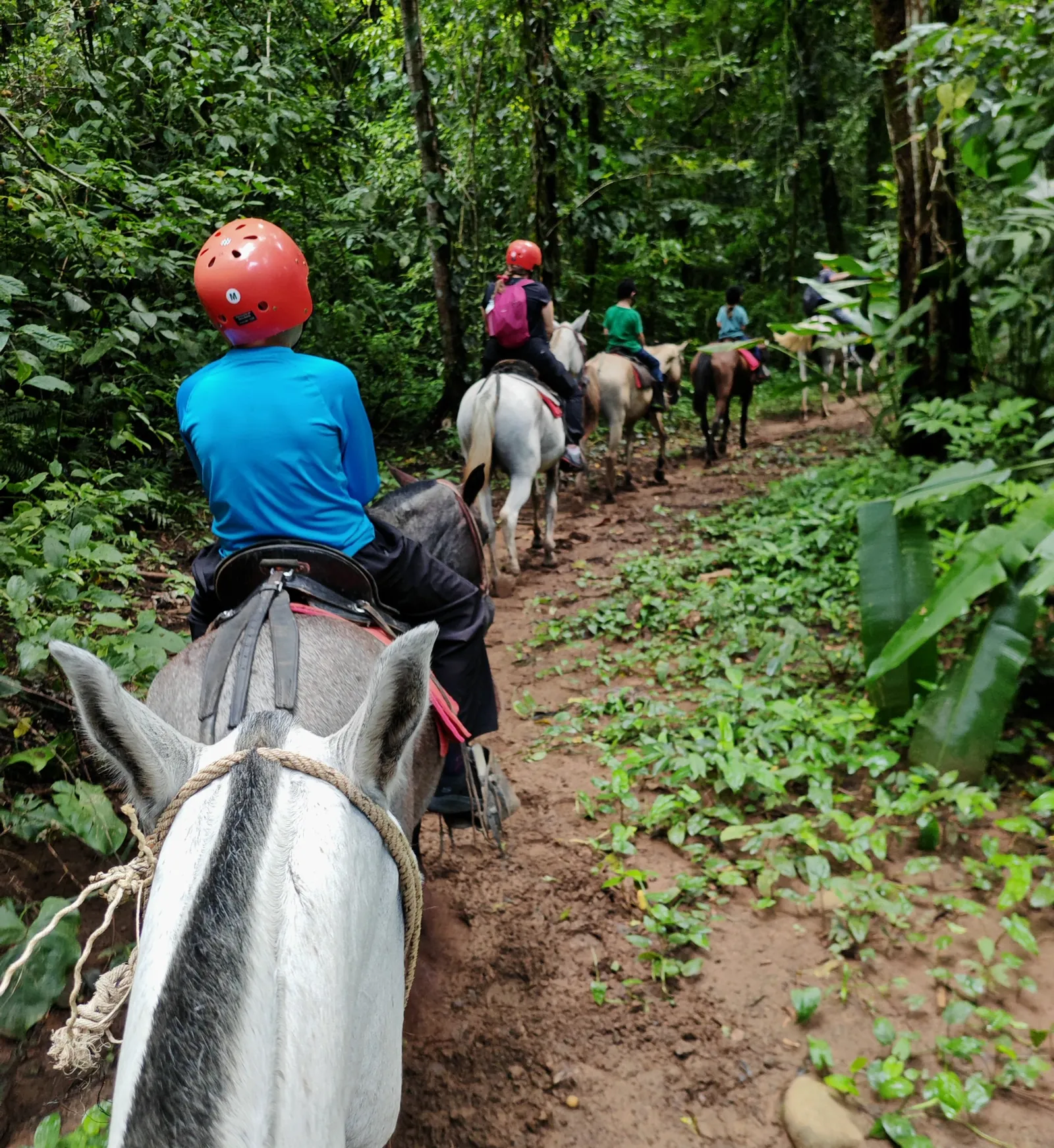 Cabalgatas en el bosque