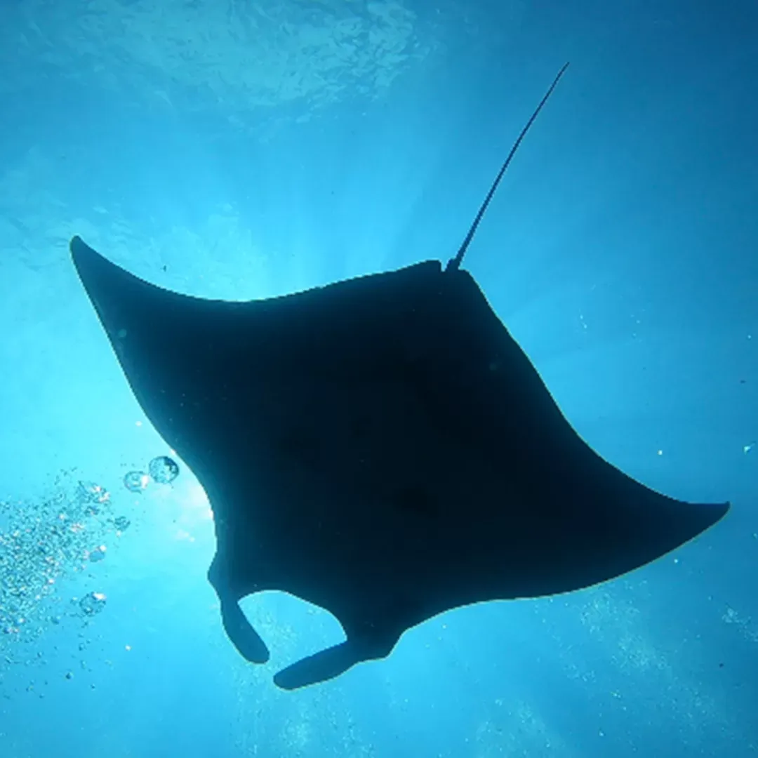 Manta raya en Isla del Caño