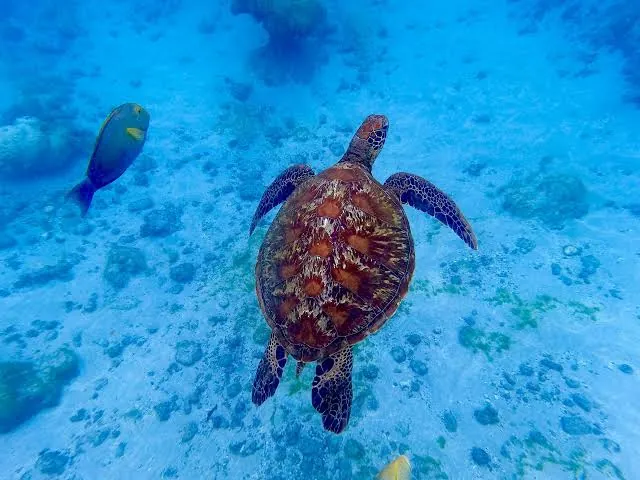 Tortugas marinas